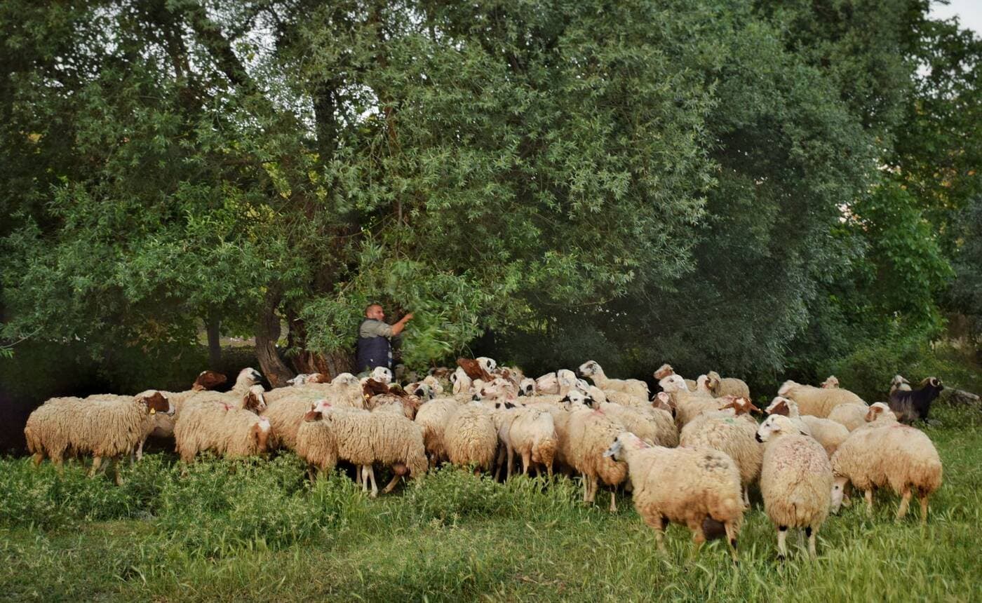 Ganadero con su rebaño en el campo